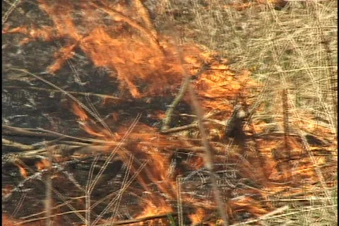 Fire Burns Grass Stock-Footage 297502
