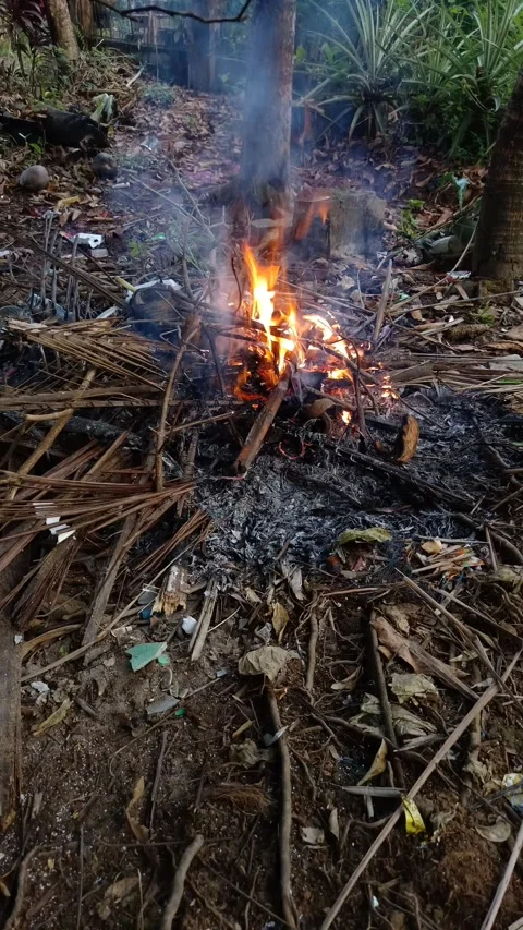 Fire burns low in forest undergrowth Stock Footage 331787352