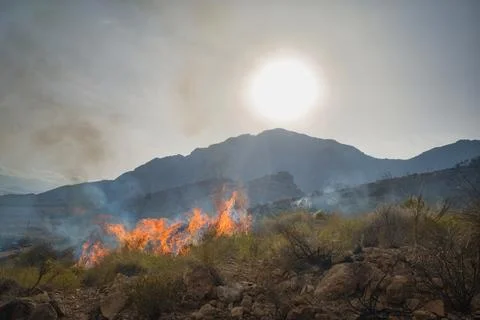Fire burns low shrubs under a hazy sun Stock Photos