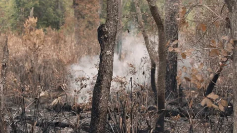 Fire burns pine forest in a controlled burn, 4k Stock Footage 191655326