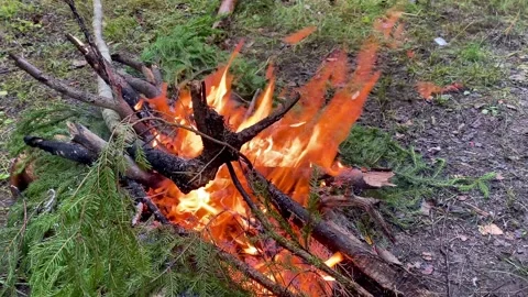 Fire burns with spruce branches Stock Footage 158746919