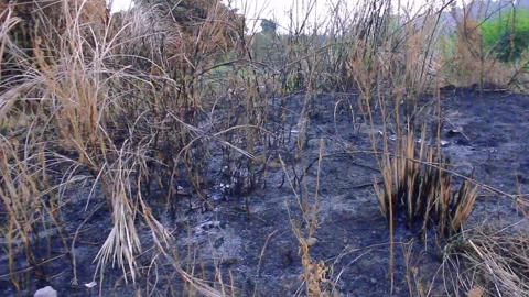 Fire burns stubble on the field Stock Footage 272477412