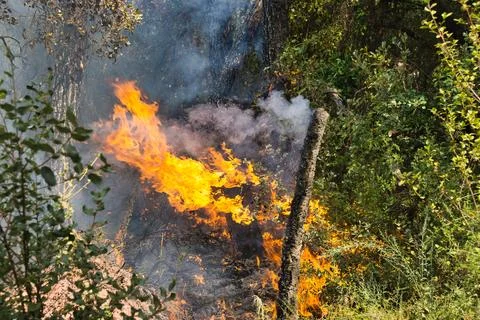 Fire burns through dense green foliage Stock Photos
