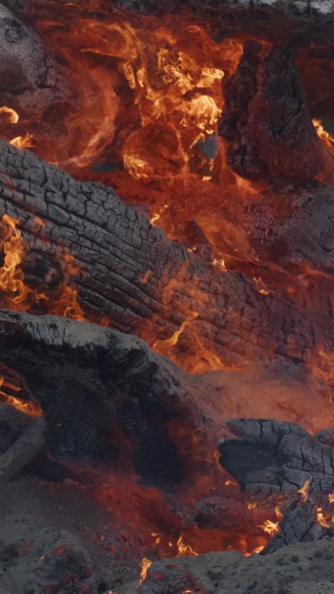 Fire burns through massive charred logs. Fire wood. Fire logs and glowing embers Stock Footage 342644117