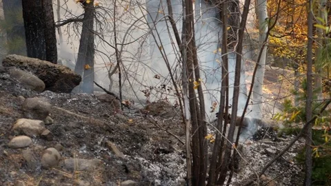 A fire burns through the pine forest panning shot Video stock 84841201