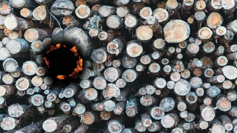 Fire burns through rounds of logs in a woodland setting during daylight Stock Footage 342831597