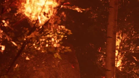 Fire burns through trees in a forest during the night time Stock Footage 338159301