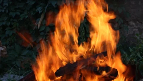 Fire burns a tree in a fire Vídeo Stock 95244016