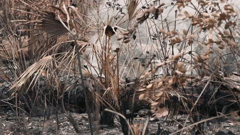 Fire burns underbrush palms from a controlled burn in a pine forest Stock Footage 191651487