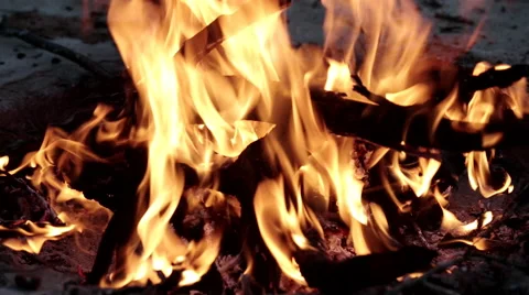Fire bush boma 1 Stock Footage 48126662