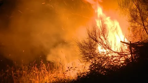 Fire in the bush Stock Footage 10764349