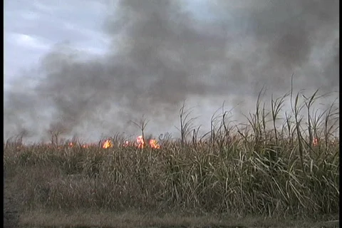 Fire in cane field much smoke LA Stock Footage 763488