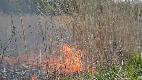 Fire in cane Stock Footage 104338054