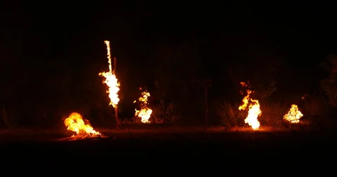 Fire Cannabis Plants in a foarm Stock Footage 293184090