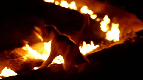 Fire cat Video stock 25420930