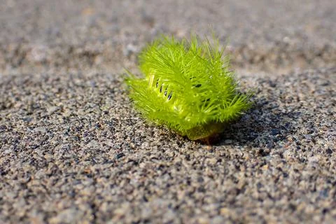Fire caterpillar insect Photos