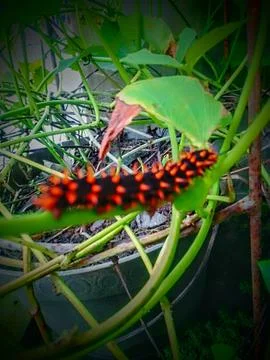 Fire caterpillar Stock Photos