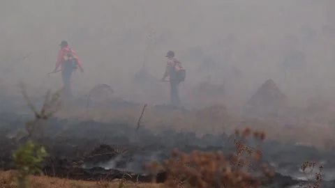 Fire causes great damage to the biodiversity of Argentina, Buenos Aires, AR - 23 스톡 동영상 204103467