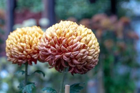 Fire chrysanthemum Stock Photos