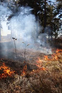 Fire in a clearing in a city park Stock Photos