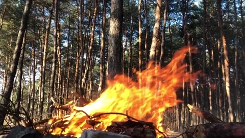 Fire close-up slow motion. Bonfire in the forest close-up. Log fire close-up Stock Footage 200823938