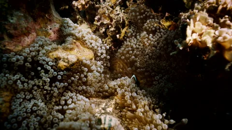 Fire Clownfish Moving Through Anemone Tentacles on Guam Reef Stock Footage 340106704