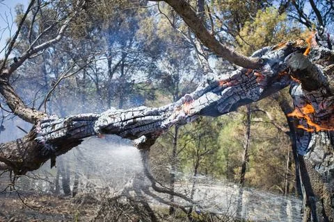 Fire consumes a fallen tree trunk Stock Photos