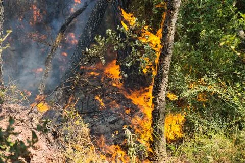 Fire consumes forest underbrush, casting bright orange glow Stock Photos