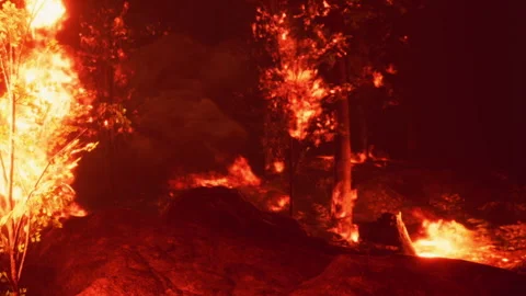 Fire Consumes Trees in a Dense Forest at Night Under a Deep Red Sky Stock Footage 344900657