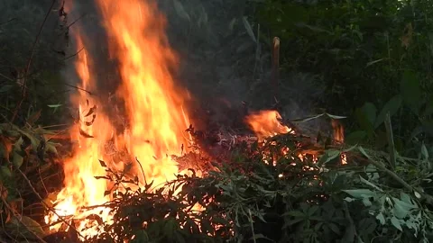 Fire Consuming Dry and Wet Leaves in the Wild Stock Footage 308474443