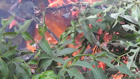 Fire Consuming Dry and Wet Leaves in the Wild Stock Footage 308474446