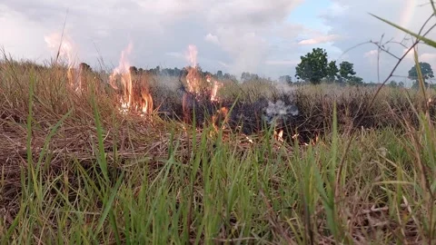Fire consuming rice straw and weeds in field with a distant rainbow. Video stock 335731668