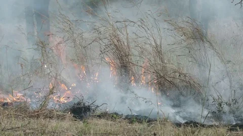 Fire consuming tall grass at the edge of lawn Stock Footage 84028895