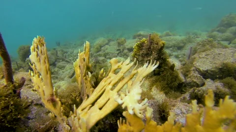 Fire coral Stock Footage 42714506