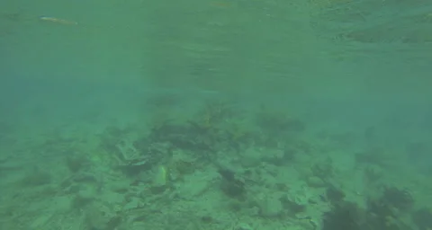 Fire coral Stock Footage 42808042