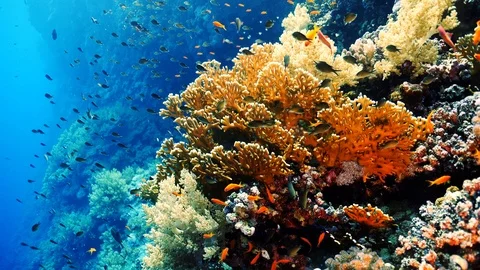 Fire coral Stock Footage 126712170