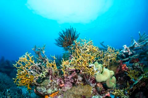 Fire coral on reef Stock-Fotos