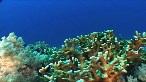 Fire Corals And Soft Corals, Red Sea Stock Footage 300307026
