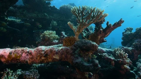 Fire corals on portion of the shipwreck Kingston, Red Sea, Egypt Stock Footage 105524130