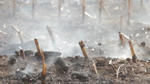 Fire In The Cornfield After Harvest Stock Footage 95943479