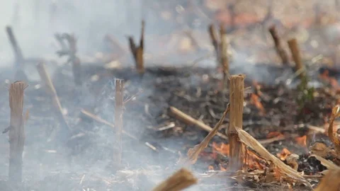 Fire In The Cornfield After Harvest Stock Footage 95943551