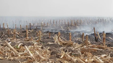 Fire In A Cornfield After The Harvest Stock Footage 95944025