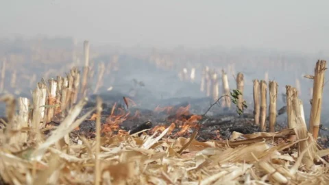 Fire In A Cornfield After The Harvest Stock Footage 95944079