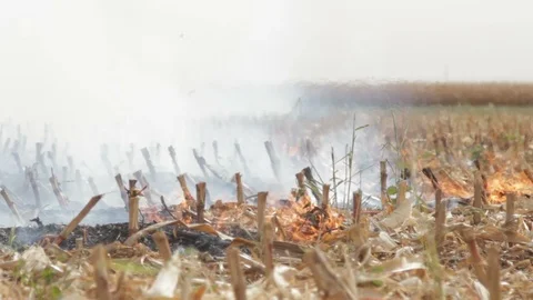 Fire In The Cornfield After Harvest Stock Footage 95944109