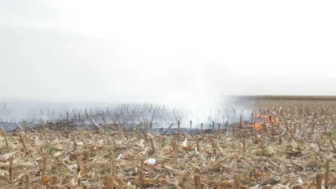 Fire In The Cornfield After Harvest Stock Footage 95944564