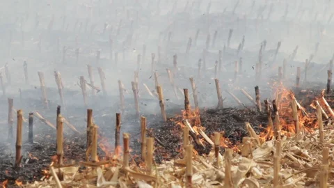 Fire In The Cornfield After Harvest Stock Footage 95950679