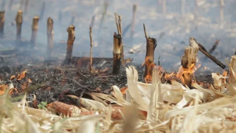 Fire In The Cornfield After Harvest Stock Footage 95950682