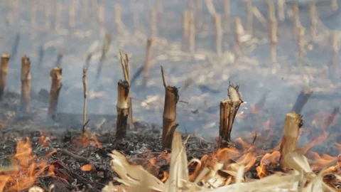 Fire In A Cornfield After The Harvest Stock Footage 95950720