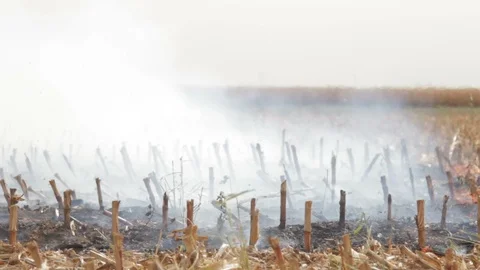 Fire In The Cornfield After Harvest Stock Footage 95950892