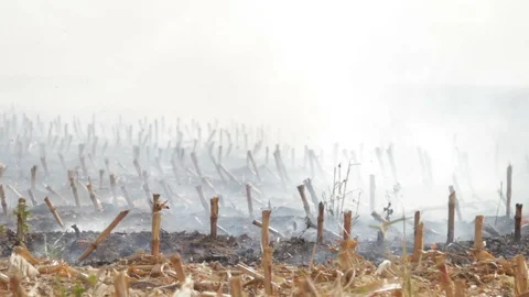 Fire In The Cornfield After Harvest Stock Footage 95951118